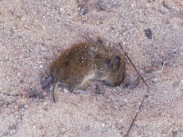 Tote Maus im Sandkasten